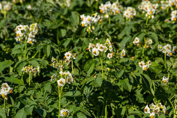 Closeup of a white and yellow blossoming potato plant in the foreground of large field in the Netherlands. It is early in the morning of a sunny day in the beginning of the summer season