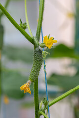 Young green cucumbers vegetables hanging on lianas of cucumber plants in green house