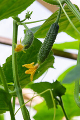 Young green cucumbers vegetables hanging on lianas of cucumber plants in green house