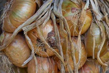 Harvest. Bunches onions are dried in a barn in the village