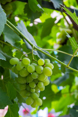Juicy and tasty big bunches of ripe grapes on plantation bushes
