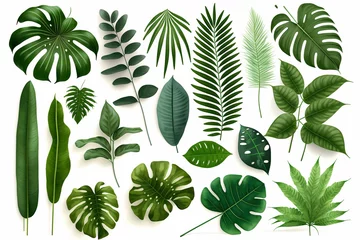 Zelfklevend Fotobehang Tropische bladeren Tropical Exotic Luxury leaves isolated on white background. Graphic elements for advertising and creativity.Ai generated