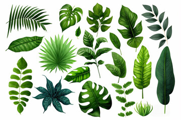 Tropical Exotic Luxury leaves isolated on white background. Graphic elements for advertising and creativity.Ai generated