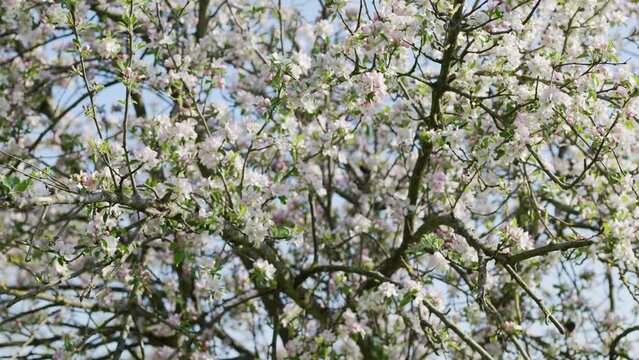 Blühender Apfelbaum im Frühling