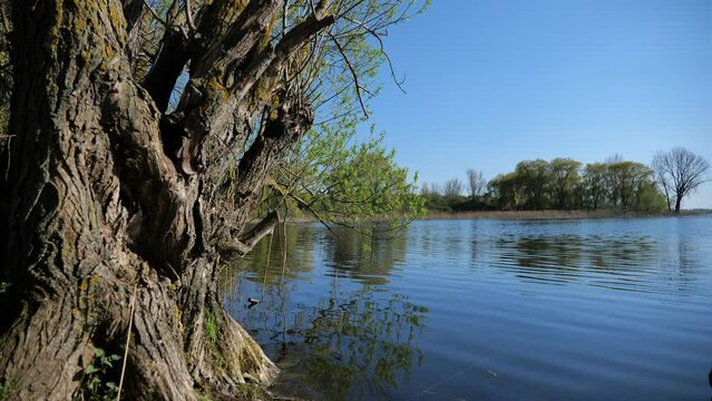 Natural Background. Lake Landscape In Sunny Spring Day. High quality video 4k 4:2:2 10bit. video background and nature sounds