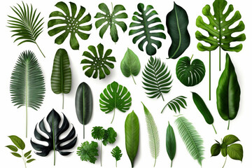Tropical Exotic Luxury leaves isolated on white background. Graphic elements for advertising and creativity.Ai generated