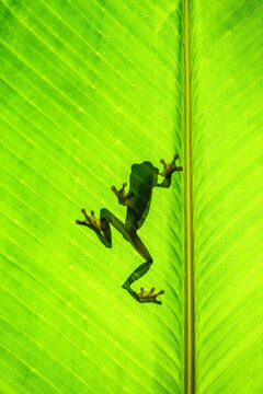 Silhouette of a Red-eyed tree frog on a leaf