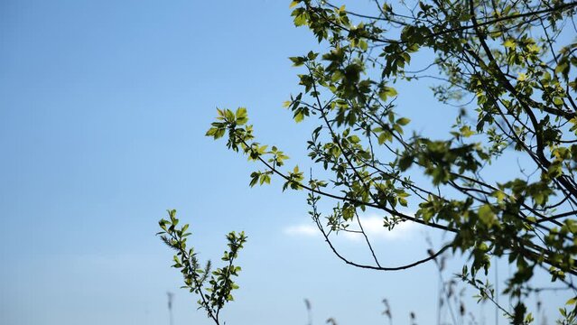 Natural Background. Sunny Spring Day. Tree branches with blossoming fresh green leaves. High quality video 4k 4:2:2 10bit. video background and nature sounds