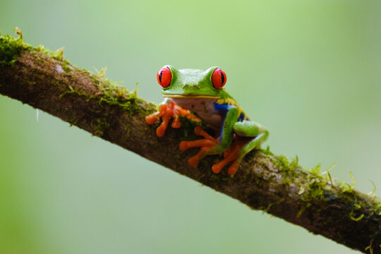 Red-eyed tree frog on a branch, looking at the camera