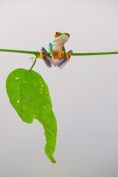 Red-eyed tree frog hanging on