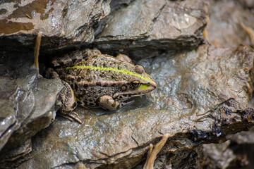 A green frog, Lithobates clamitans, rests on a cameo near a pond