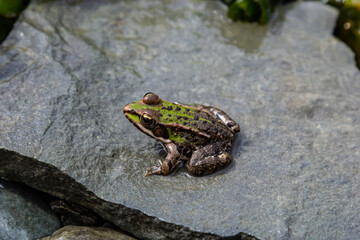 A green frog, Lithobates clamitans, rests on a cameo near a pond