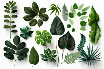 Fototapeta premium Tropical Exotic Luxury leaves isolated on white background. Graphic elements for advertising and creativity.Ai generated