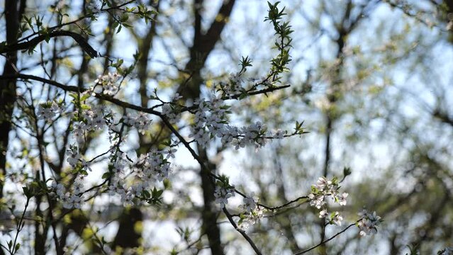 Natural Background. Sunny Spring Day. Tree branches with blossoming fresh green leaves. High quality video 4k 4:2:2 10bit. video background and nature sounds