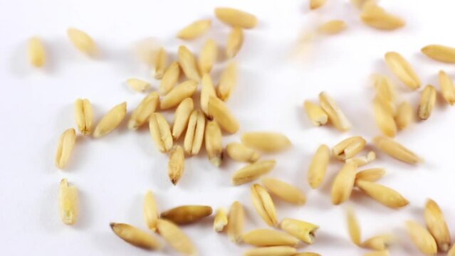 Natural dry oats seeds falling down close up