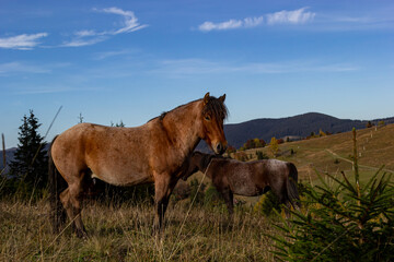 Horses graze near the mountain in the pasture in the autumn