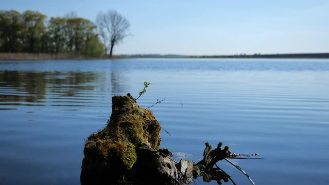 Natural Background. Lake Landscape In Sunny Spring Day. High quality video 4k 4:2:2 10bit. video background and nature sounds