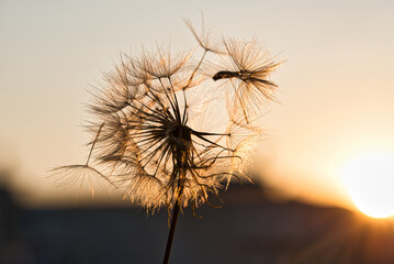 Fototapeta premium dandelion at sunset . Freedom to Wish. Dandelion silhouette fluffy flower on sunset sky. Seed macro closeup. Soft focus. Goodbye Summer. Hope and dreaming concept. Fragility. Springtime.