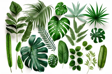 Zelfklevend Fotobehang Tropische bladeren Tropical Exotic Luxury leaves isolated on white background. Graphic elements for advertising and creativity.Ai generated