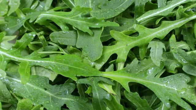 Bright green fresh arugula leaves texture rotation close up