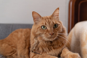 見つめる可愛い猫　茶トラ猫