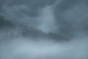 霧に包まれた森