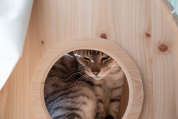 小屋の中に入る猫　サバトラ猫