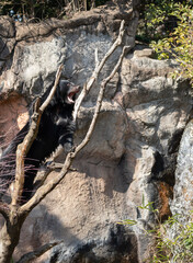 木に登ったツキノワグマ