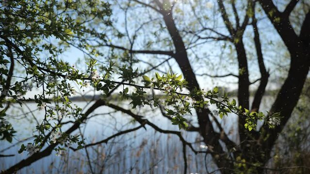 Natural Background. Sunny Spring Day. Tree branches with blossoming fresh green leaves. High quality video 4k 4:2:2 10bit. video background and nature sounds