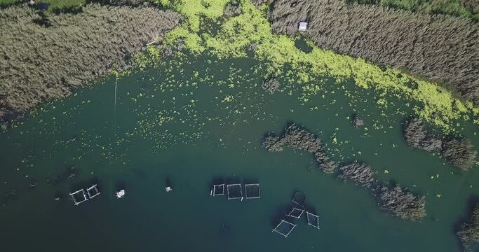 Zoom out shot of plants and algae in lake