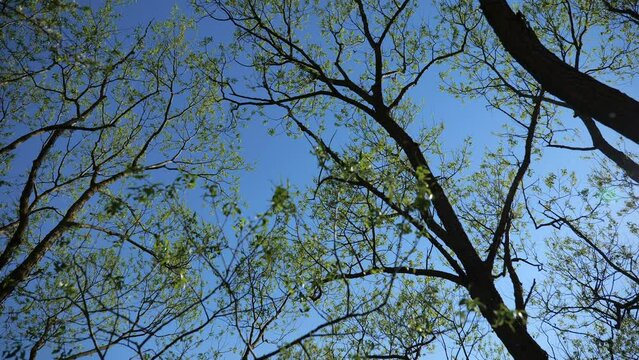 Natural Background. Sunny Spring Day. Tree branches with blossoming fresh green leaves. High quality video 4k 4:2:2 10bit. video background and nature sounds