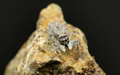 Female jumping spider eyes , Menemerus bivitattus, Satara, Maharashtra, India