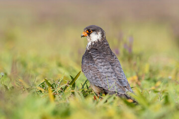 Amur falcon, Falco amurensis. It breeds in south-eastern Siberia and Northern China