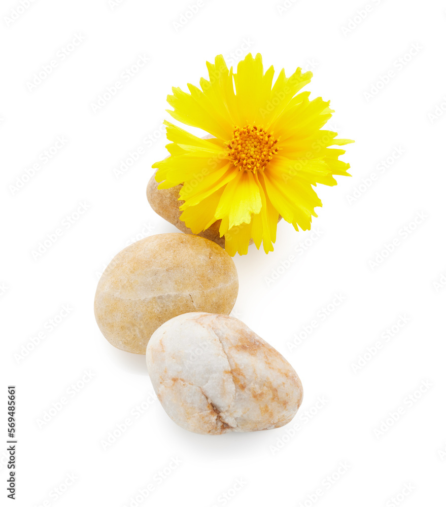 Poster Yellow coreopsis flower with stones isolated on white background. Spa arrangement