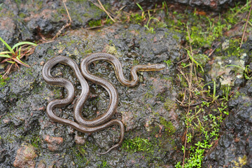 Rhabdops olivaceus, the olive trapezoid snake or olive forest snake, is a snake endemic to the Western Ghats of India