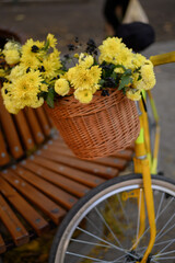 yellow chrysanthemums close-up. Flowers in a wicker basket on a yellow bicycle..