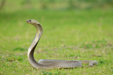 The Indian cobra, Naja naja, Satara, Maharashtra, India