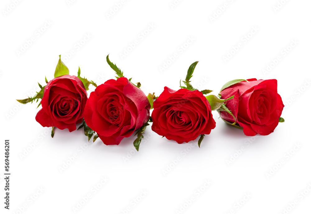 Poster Valentine day red roses isolated on white background