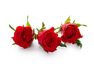 Valentine day red roses isolated on white background