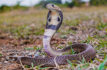Indian spectacled cobra showing spectacle marks on back of the hood, Naja naja, Satara,...