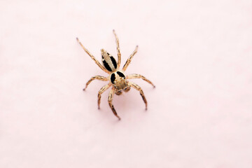 Jumping spider dorsal view from top, Plexippus paykulli, Satara, Maharashtra,  India