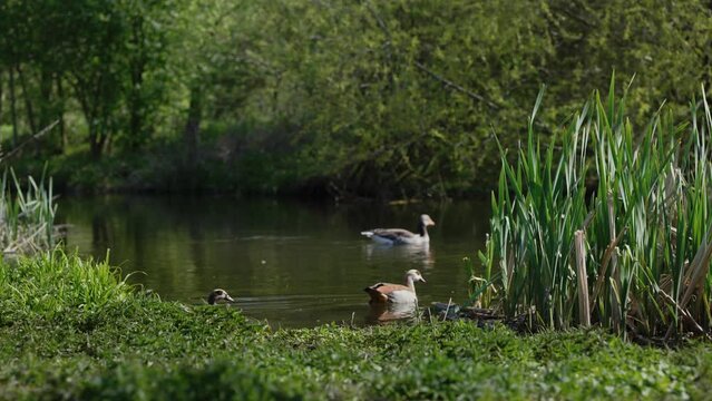 Wasserv&ouml;gel im Fr&uuml;hling gehen in das Wasser in einem Naturschutzgebiet