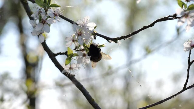 A bumblebee collects nectar on a flower of a fruit tree. Sunny Spring Day. High quality video 4k 4:2:2 10bit. video background and nature sounds