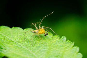 Lynx spider, Oxyops taeniolatus, Satara, Maharashtra,  India