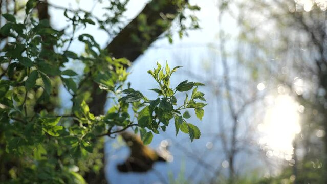 Tree branches with blossoming fresh green leaves sway over the surface of the lake. High quality video 4k 4:2:2 10bit. video background and nature sounds