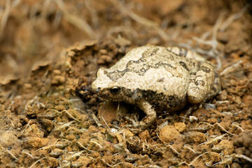 Ornate narrow mouthed frog,  Microhyla ornata, Satara, Maharashtra,  India