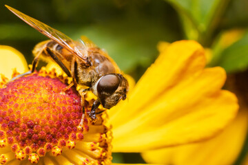Honey bee covered with yellow pollen drink nectar, pollinating flower. Inspirational natural floral spring or summer blooming garden background. Life of insects, Extreme macro close up selective focus