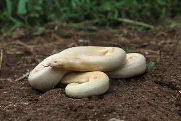 Albino Indian sand boa, Eryx johnii, Satara, Maharashtra,  India