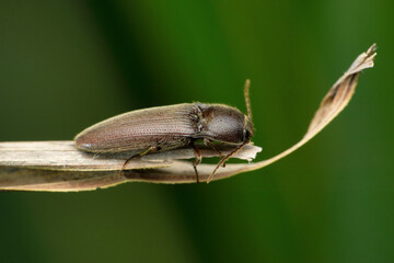Click beetle, Gambrinus species, Satara, Maharashtra,  India