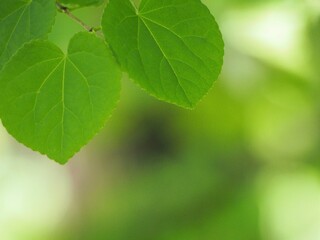 Fototapeta na wymiar 新緑　カツラの葉